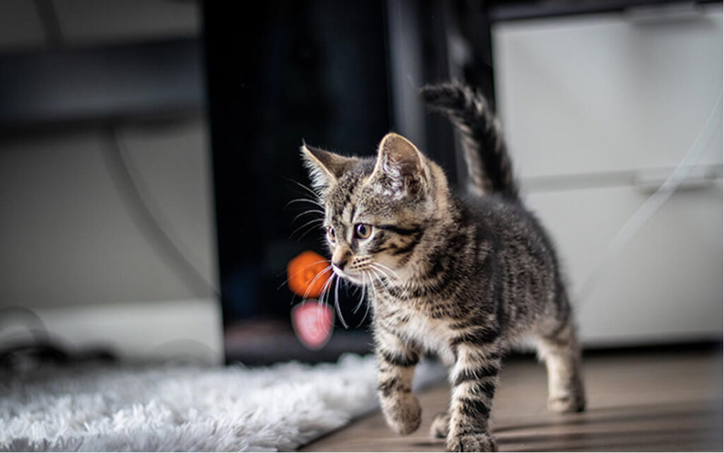 PC-Chats-Chatons Cat friendly