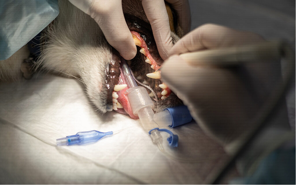 Dentisterie vétérinaire - Clinique vétérinaire des 2 Ormeaux Dentisterie vétérinaire - Clinique vétérinaire des 2 Ormeaux