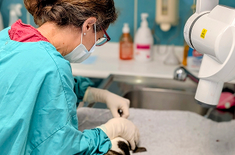dentisterie vétérinaire dentisterie vétérinaire