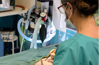 chirurgie vétérinaire chirurgie vétérinaire