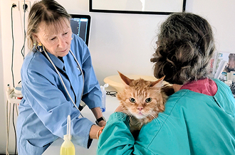 Consultation Veterinaire Consultation Veterinaire