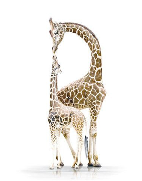2O-Header-3 Girafes