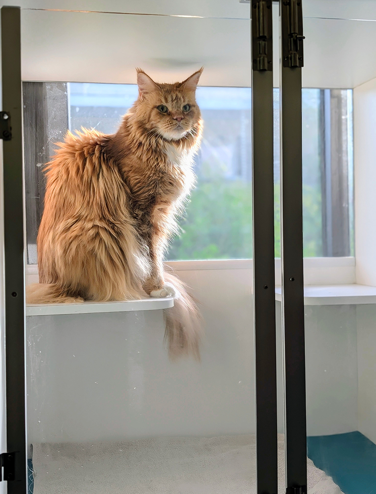 Vétérinaire Chat Ramonville Vétérinaire Chat Ramonville